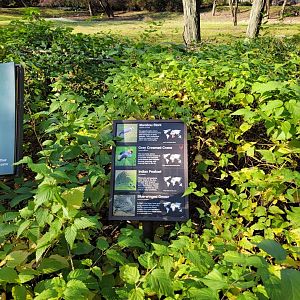 Bronx - Africa - Nyala yard birds