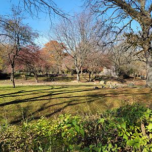 Bronx - Africa - Nyala yard