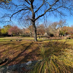 Bronx - Africa - Nyala yard