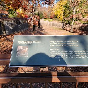 Bronx - Africa - Red-flanked duiker sign