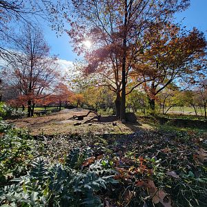 Bronx - Africa - Lions
