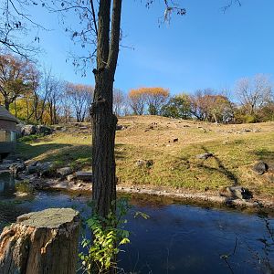 Bronx - Africa - Geladas
