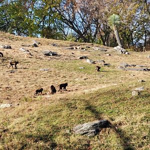 Bronx - Africa - Geladas