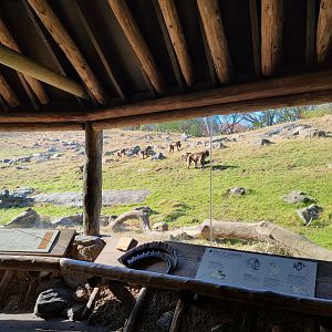 Bronx - Africa - Geladas