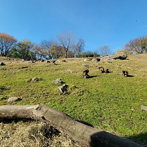 Bronx - Africa - Geladas
