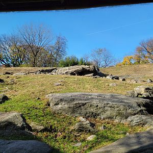 Bronx - Africa - Nubian Ibex
