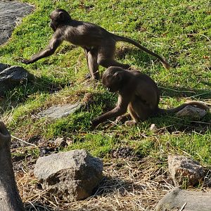 Bronx - Africa - Baby Geladas
