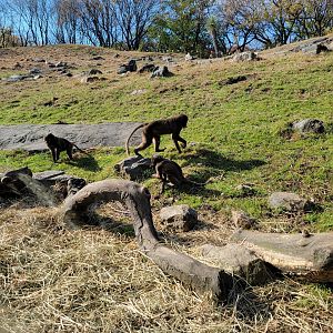 Bronx - Africa - Geladas