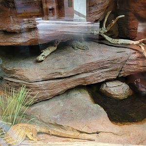 Bronx - Zoo Center - Yellow spiny-tailed monitor