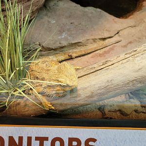 Bronx - Zoo Center - bearded dragon, unsigned