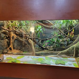 Bronx - Zoo Center - Blue tree monitor