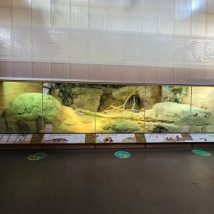 Bronx - Zoo Center - Komodo dragon, zebra finch, java sparrow