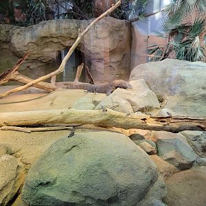 Bronx - Zoo Center - Komodo dragon, zebra finches