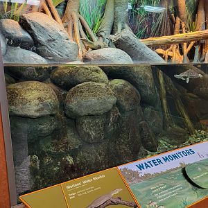 Bronx - Zoo Center - Mertens' water monitor, unsigned turtle