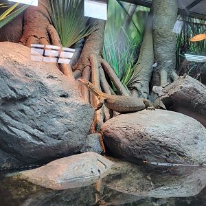 Bronx - Zoo Center - Mertens' water monitor