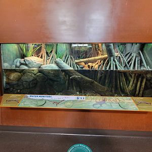 Bronx - Zoo Center - Mertens' water monitor, unsigned turtle