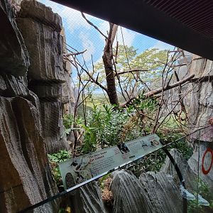 Bronx - Madagascar - Coquerel's sifaka