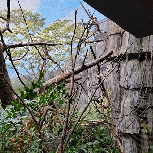 Bronx - Madagascar - Coquerel's sifaka