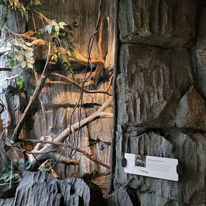 Bronx - Madagascar - Hognosed snake