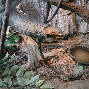 Bronx - Madagascar - Hognosed snake