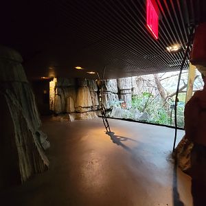 Bronx - Madagascar - Coquerel's sifaka from other end