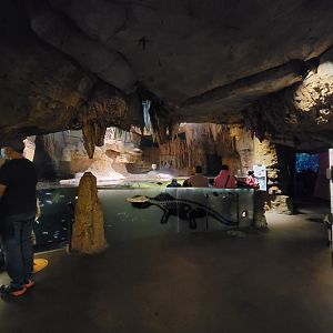 Bronx - Madagascar - Nile crocodile