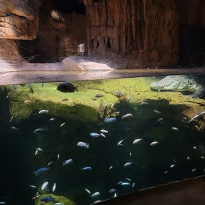Bronx - Madagascar - Nile crocodile and fishes