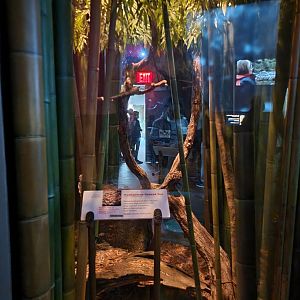 Bronx - Madagascar - Madagascar ground boa