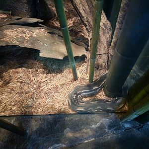 Bronx - Madagascar - Madagascar ground boa