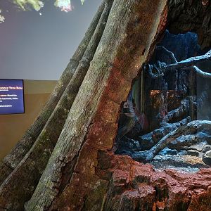 Bronx - Madagascar - Madagascar tree boa