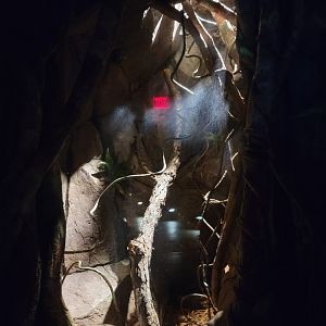 Bronx - Madagascar - Four-striped plated lizard