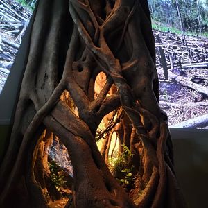 Bronx - Madagascar - Four-striped plated lizard