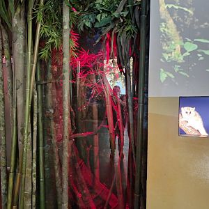 Bronx - Madagascar - Grey mouse lemur (didn't see)