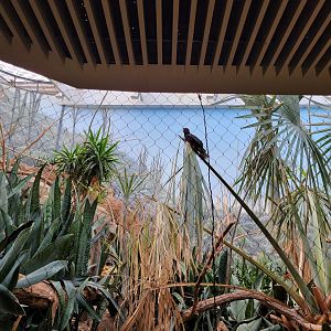Bronx - Madagascar - Lesser vasa parrot, red fody