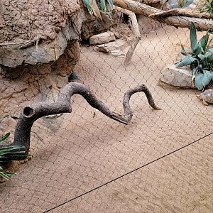 Bronx - Madagascar - Radiated tortoises