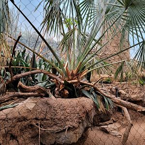 Bronx - Madagascar - Ring-tailed lemurs, red fody