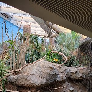 Bronx - Madagascar - Collared lemurs