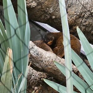 Bronx - Madagascar - Collared lemurs