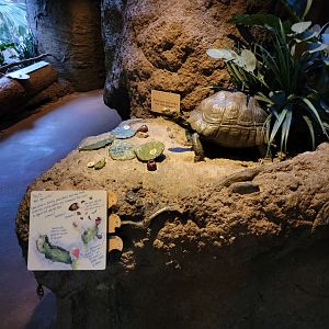 Bronx - Madagascar - Decor