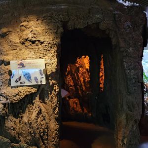 Bronx - Madagascar - Hissing cockroaches