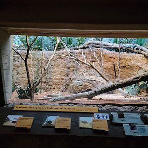 Bronx - Madagascar - Herps