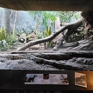 Bronx - Madagascar - Vontsira