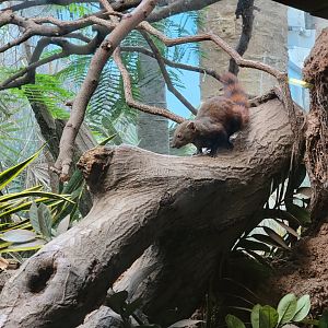 Bronx - Madagascar - Vontsira