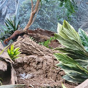 Bronx - Madagascar - Vontsira