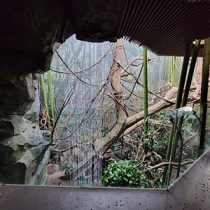 Bronx - Madagascar - Red ruffed lemurs