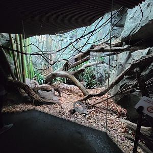 Bronx - Madagascar - Fossa