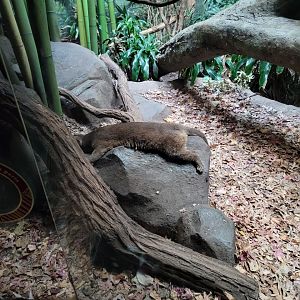 Bronx - Madagascar - Fossa splat