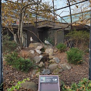 Bronx - Black-faced ibis