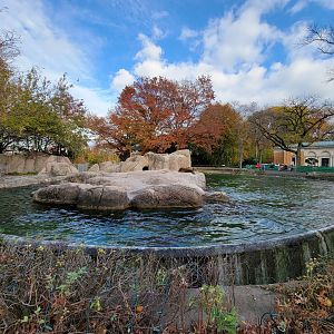 Bronx - California sea lions