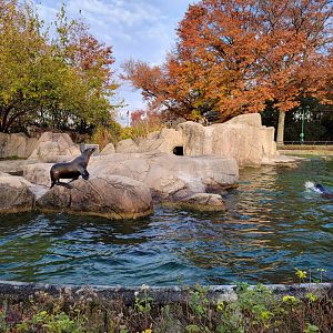 Bronx - California sea lions